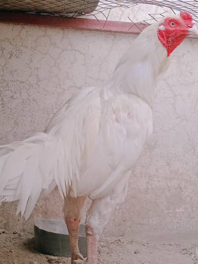 Adult White Heera Aseel Breeder Pair – Female Laying Eggs