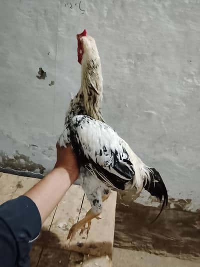 1 desi murga 3 Desi murgiyan Andy dayti he kami bayshi ho jay gi