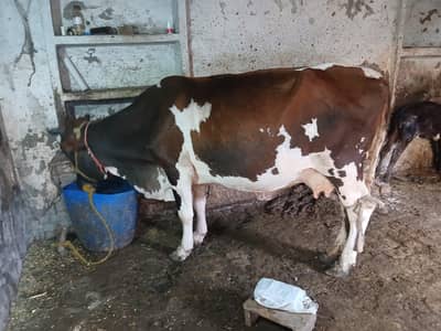 4.5 months Gaban cow for sale