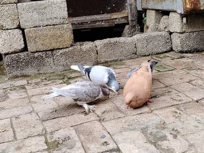 Breeder Sherazi pair and King Pairs