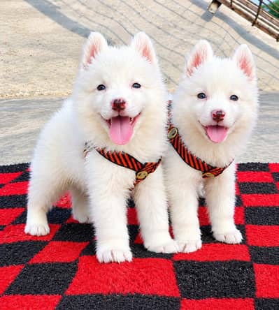 Russian 0 Size Puppies Available