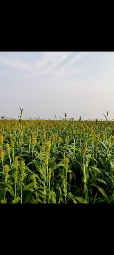 fasal jowar for sale. 1.5 kanal