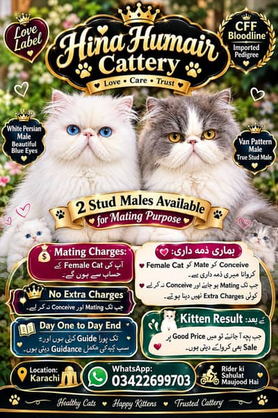 CFa bloodline imported peki white blue eyes van stud mail