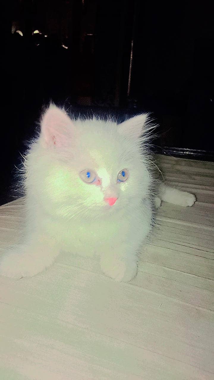 persian 1