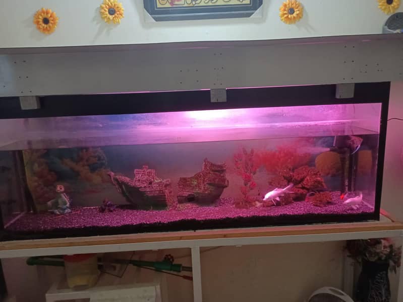 complete aquarium with setup 4