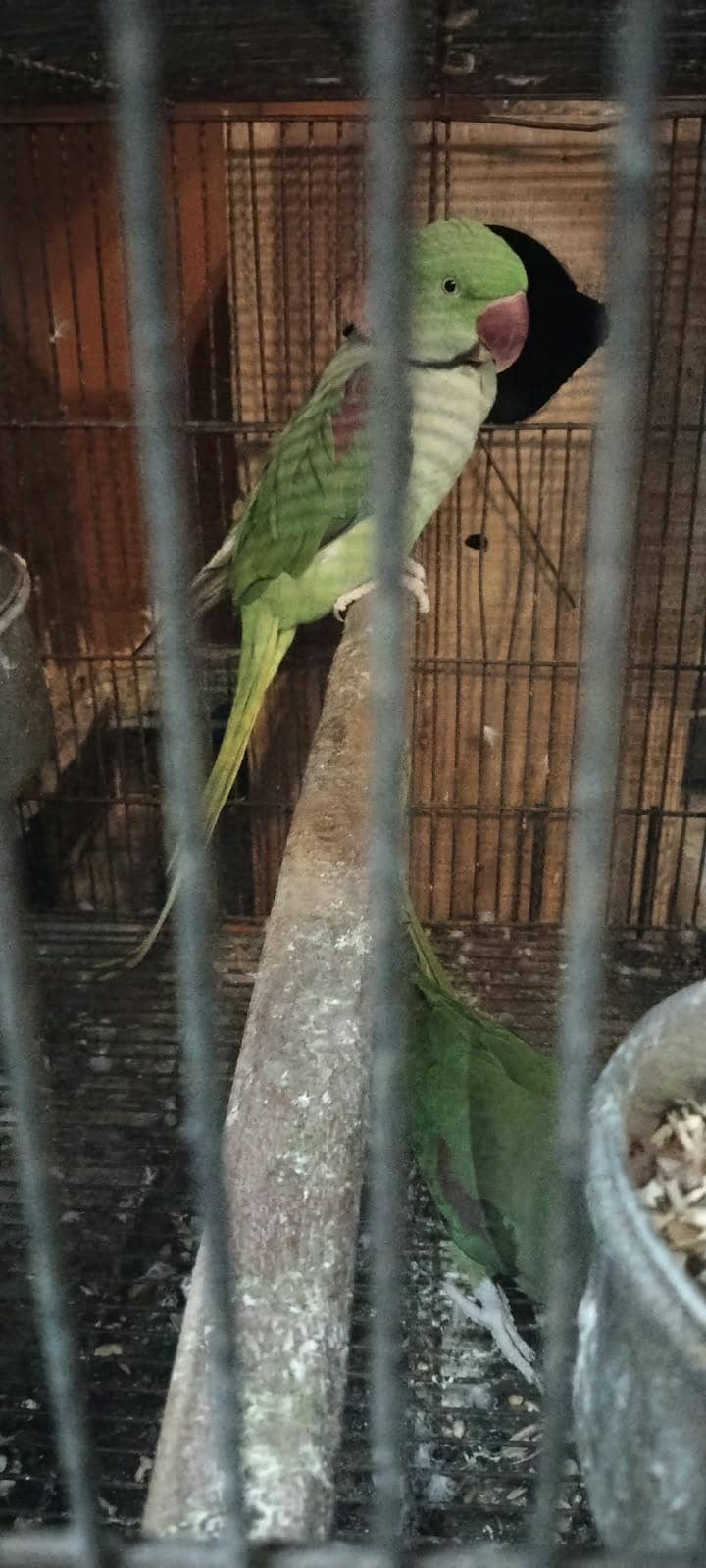 RAW PARROT 0