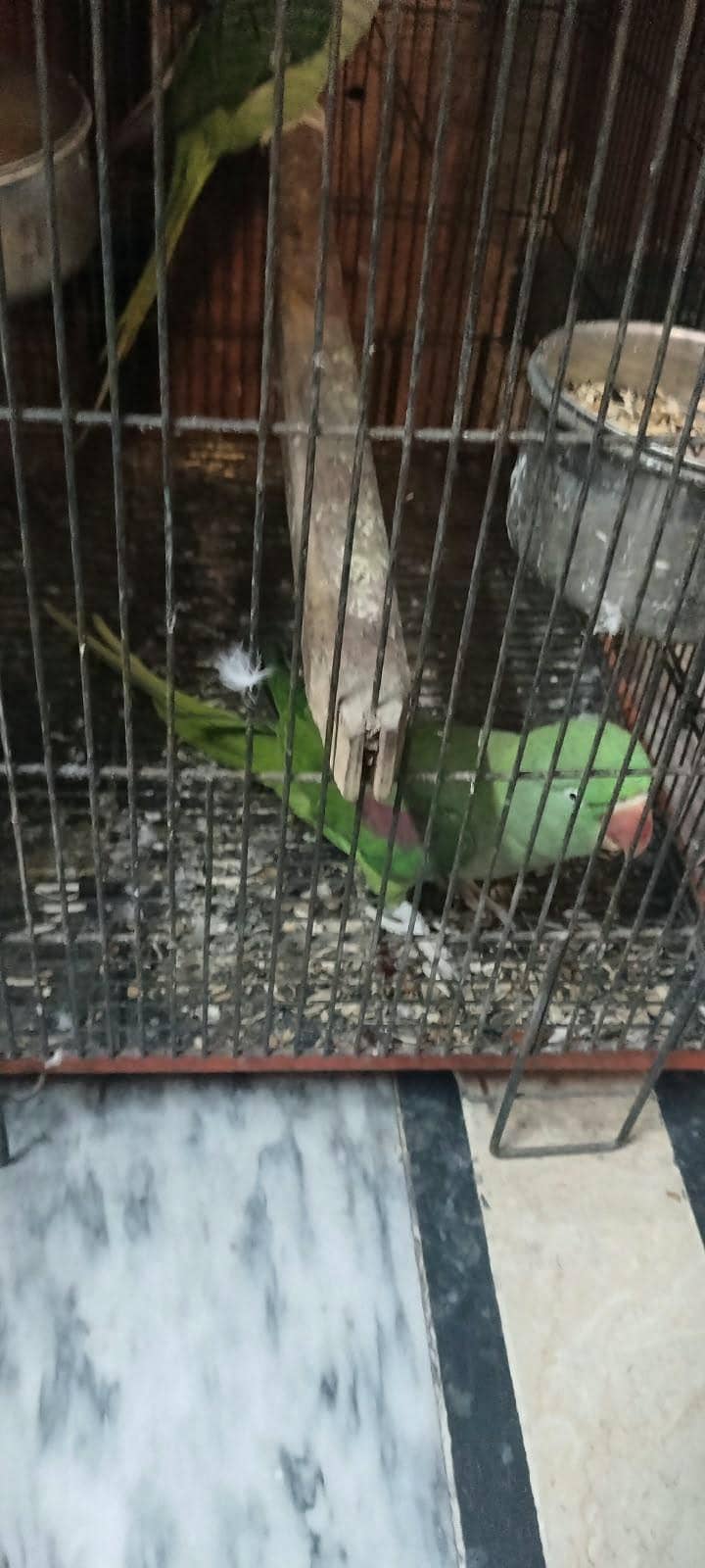 RAW PARROT 1