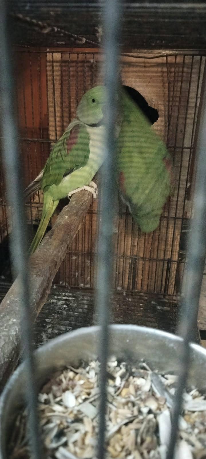 RAW PARROT 2