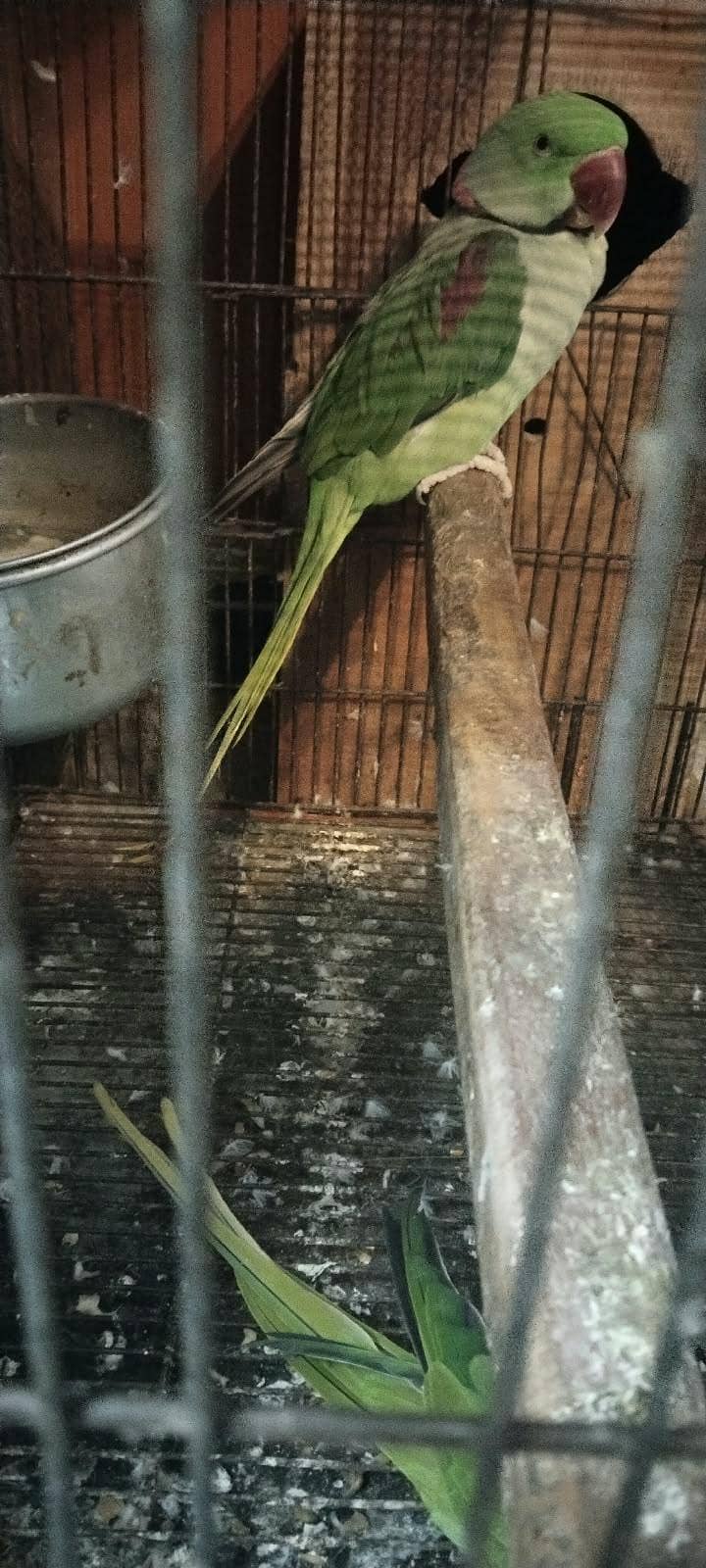 RAW PARROT 3