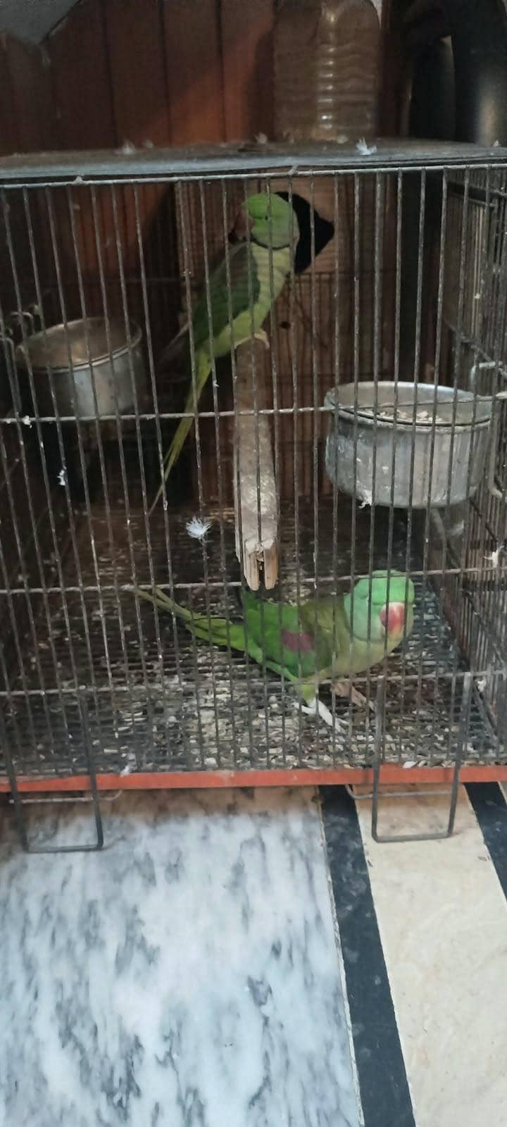 RAW PARROT 4