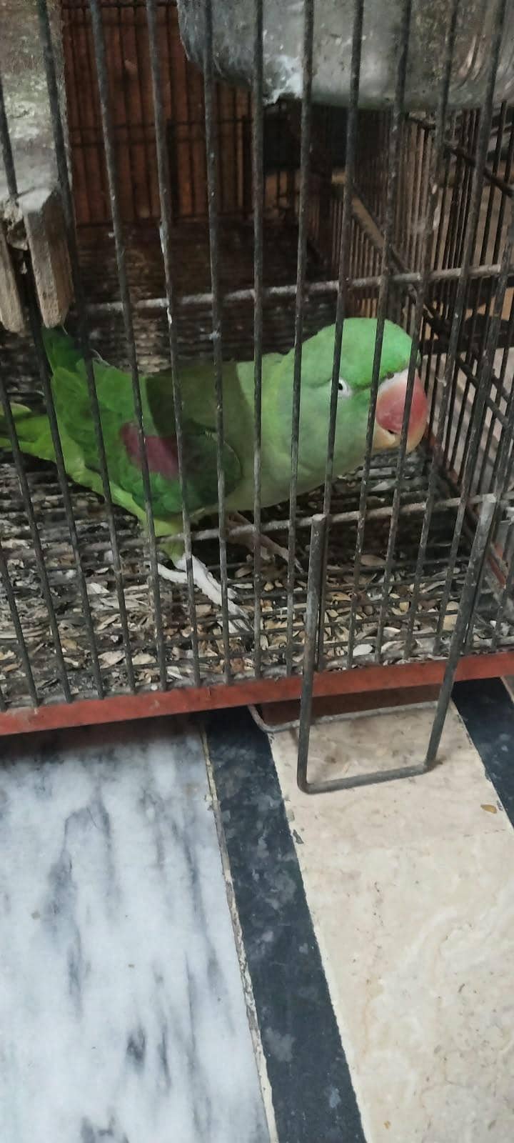 RAW PARROT 5