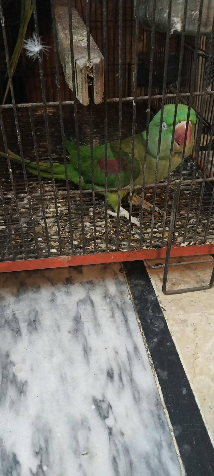 RAW PARROT 6