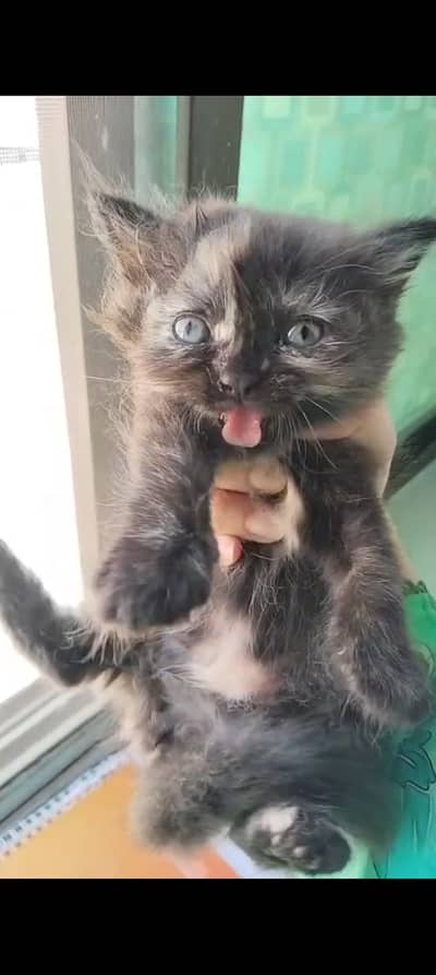 Tortoiseshell female kitten