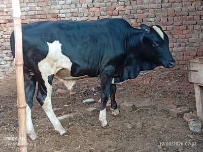 Black & White Calf for Sale