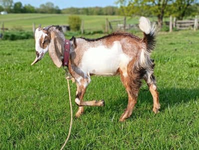 Healthy Bakra For Sale - Topi Swabi