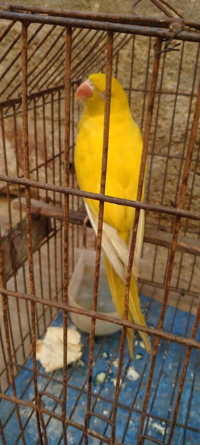 yellow ring Nike Male