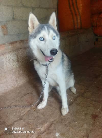 Husky dog for sale exchange