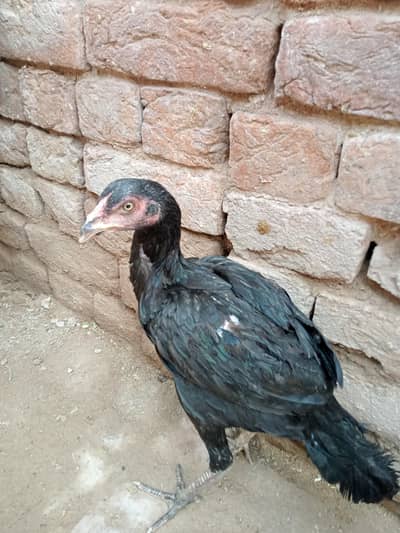 Aseel Mushka Lasaani Pair