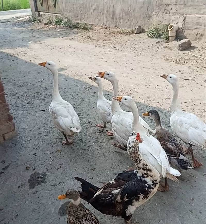 Muscovy snd long neckduck 0