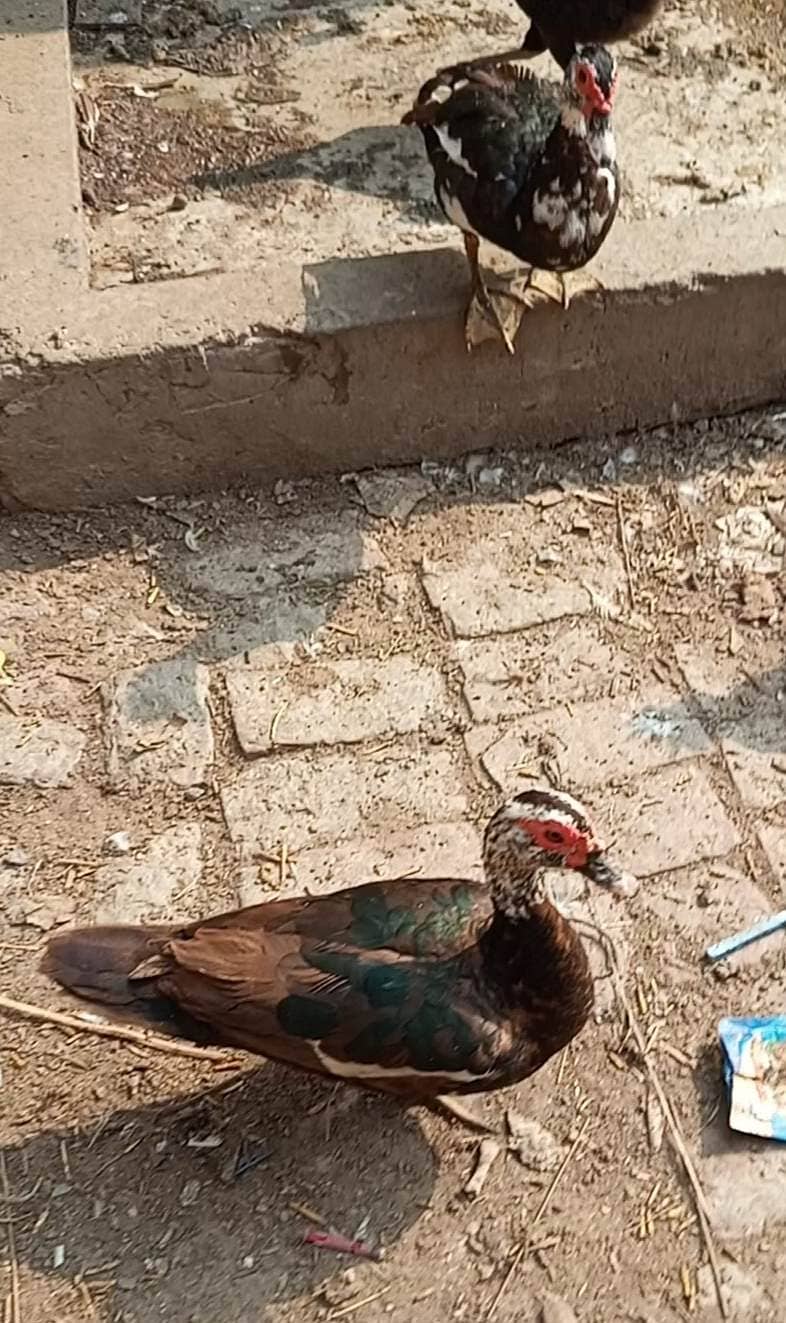 Muscovy snd long neckduck 1