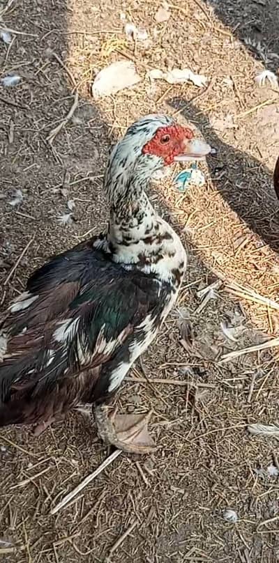 8 Muscovy duck