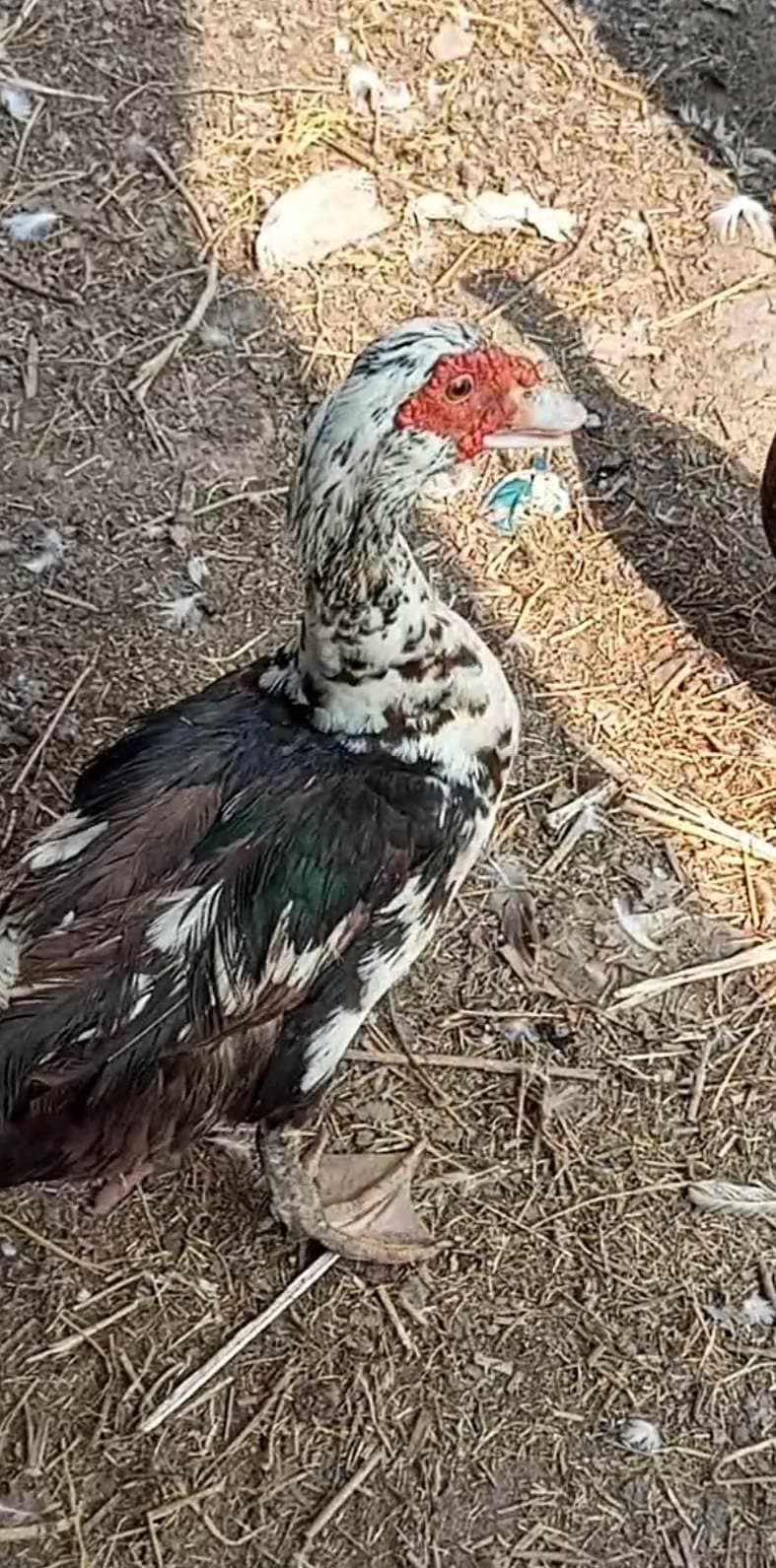 Muscovy snd long neckduck 2