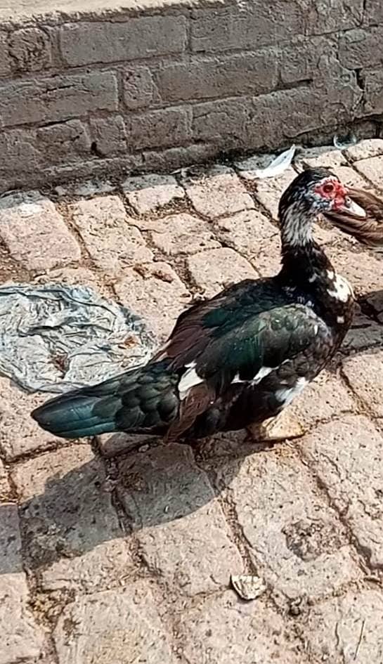Muscovy snd long neckduck 3