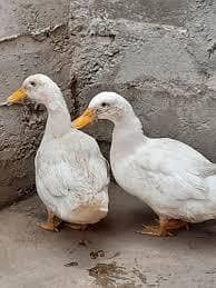 white Pekin duck