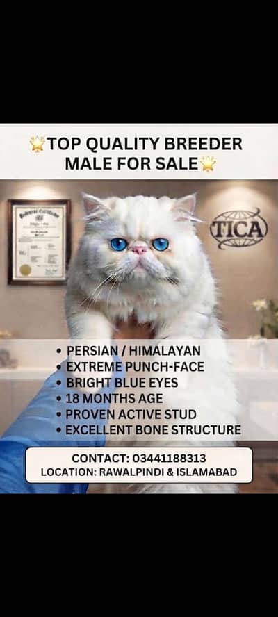 pikki face blue eyes male cat for sale