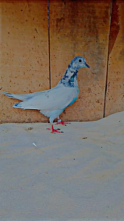 skclab