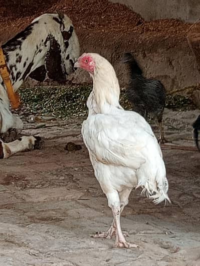 pepper wite murgi for sale jis Bhai ko Shok ho msj kary