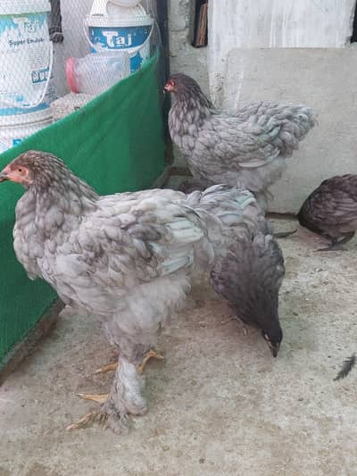 Blue Brahma Male/female