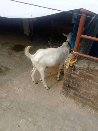 fit Bakra hy
