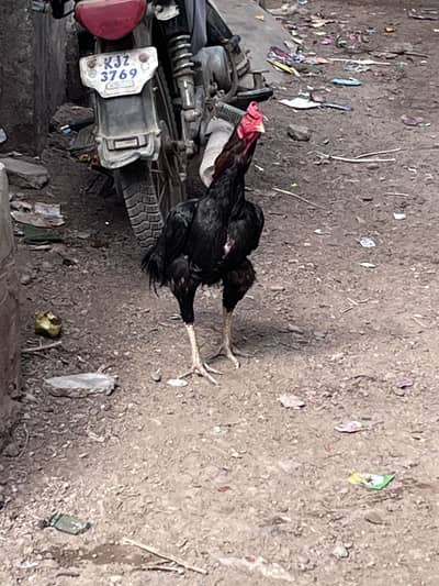 Panjab nasal h murga