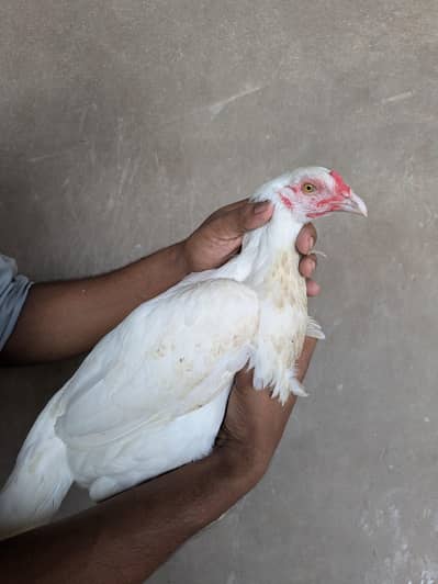 PAPER WHITE HEERA ASEEL FEMALE (MAADI / PATHIYAN)