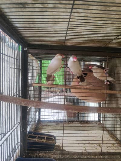 high quality breeding pairs