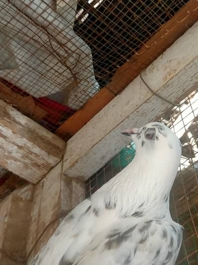 pegions for sell