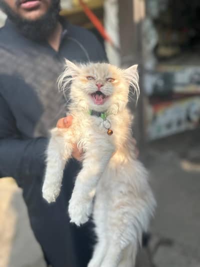 beautiful persion cat