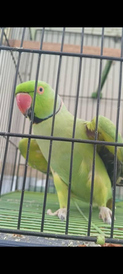 talking parrot with cage (0333-7940701) WhatsApp number