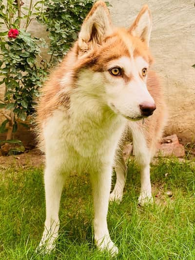 Sibarian Husky female Ready for first breeding vaccine, deworming done
