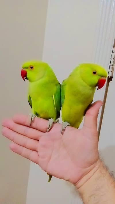 03369510495 Parrots for sale