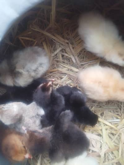Aseel chicks