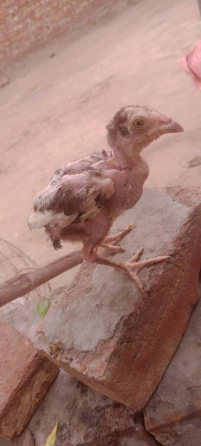 Pure Aseel chicks 3