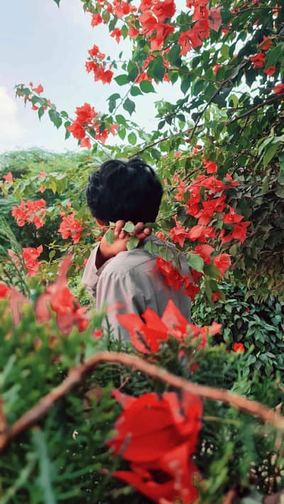 hamja