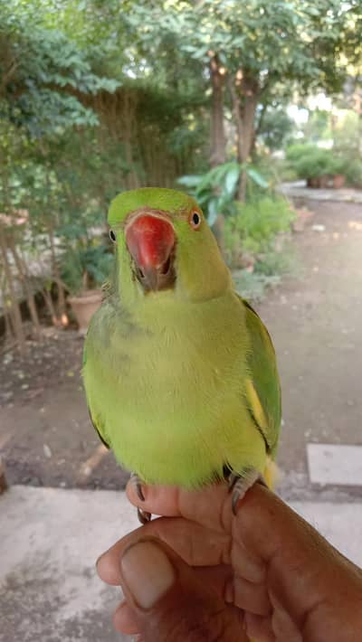 Beautiful Adult Ringneck Parrots handmade Pair for Sale