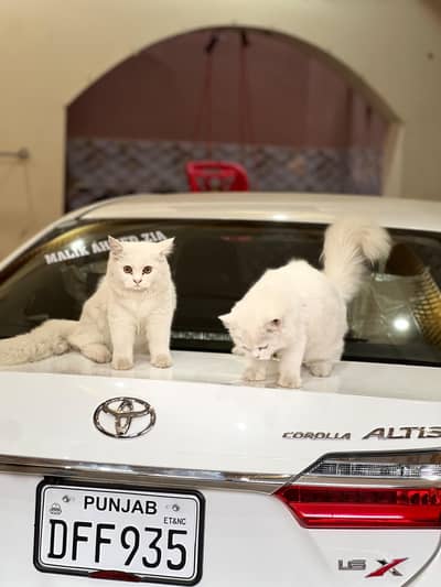 Persian Cats Pair