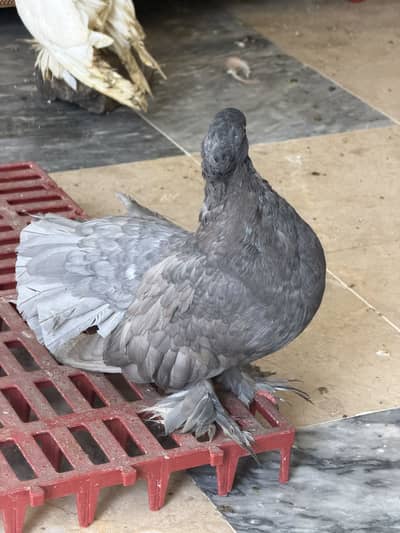 American fentail