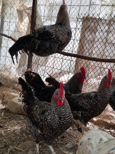 Barred Plymouth Rock مرغیاں — Healthy & Active — For Sale