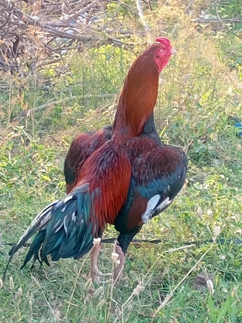 aseel pair 3