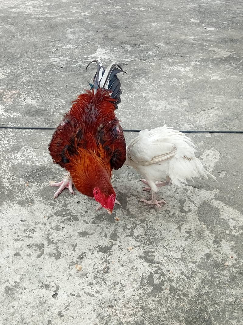 aseel pair 5